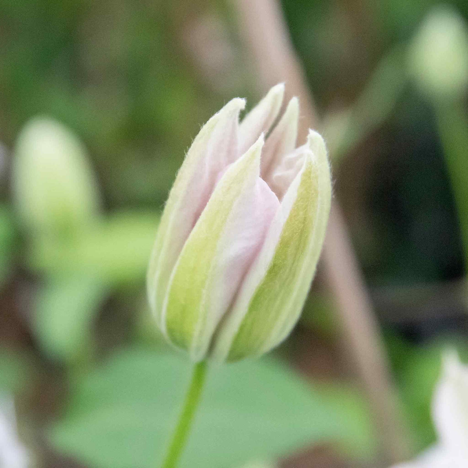 Clematis Miss Bateman Hardy White Climber | 1 x 2L | Green & White