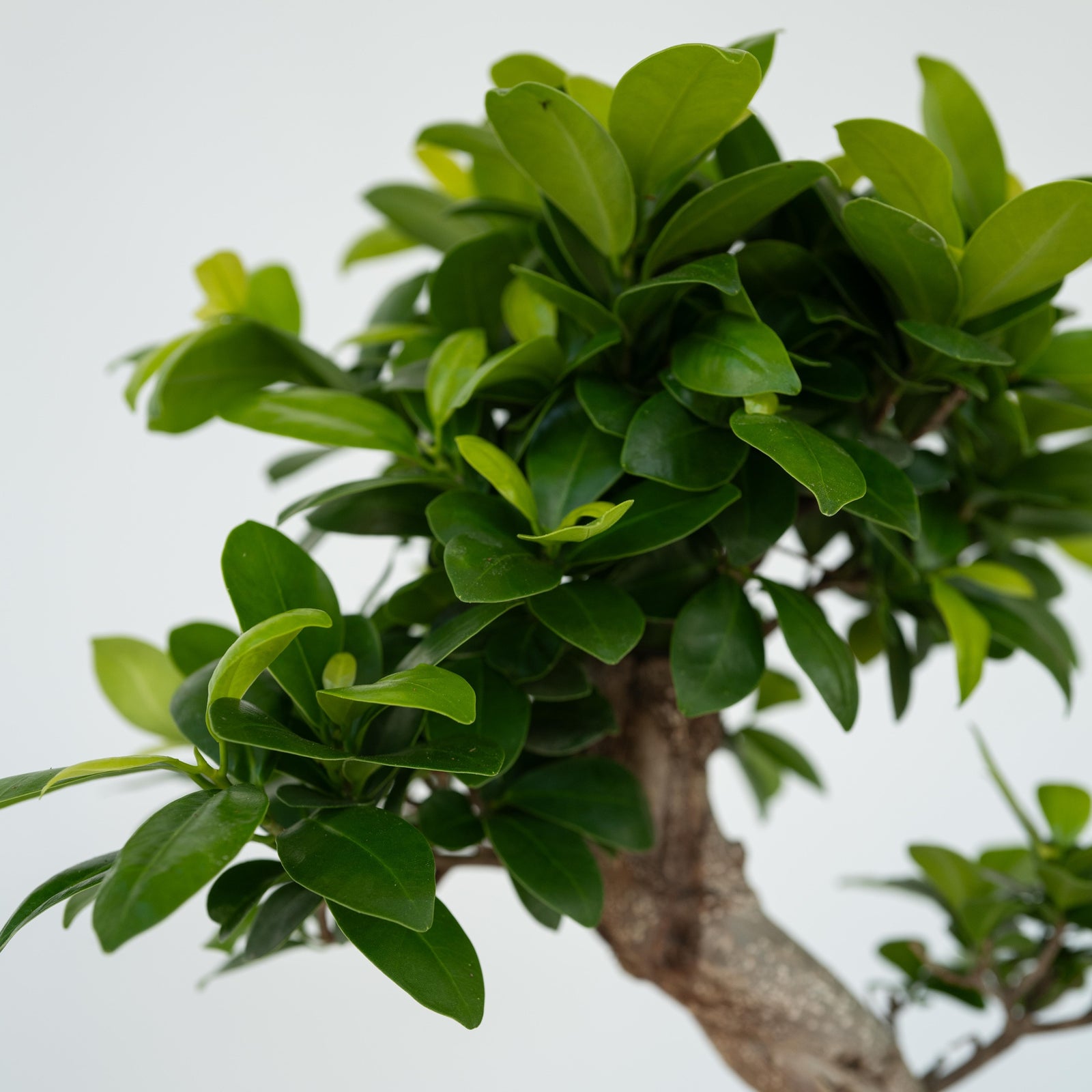 Curtain Fig - 2 Pcs. - Ficus Microcarpa 'ginseng' - Height 55-65cm - ⌀20cm | Set-of-2 | Green