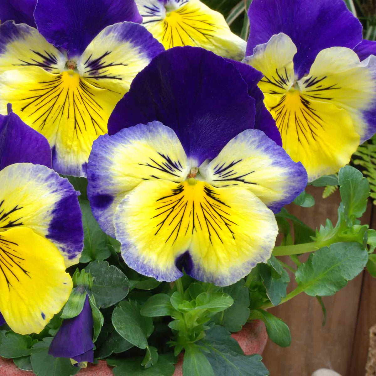 Pansy 'matrix Morpheus' - Garden Ready Plugs | Set of 12