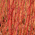 Cornus Sanguinea Midwinter Fire