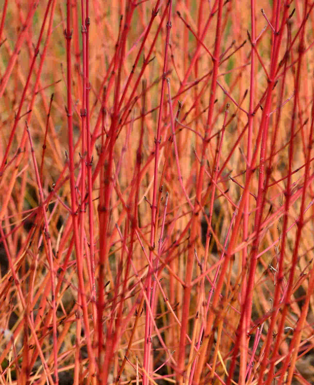 Cornus Sanguinea Midwinter Fire