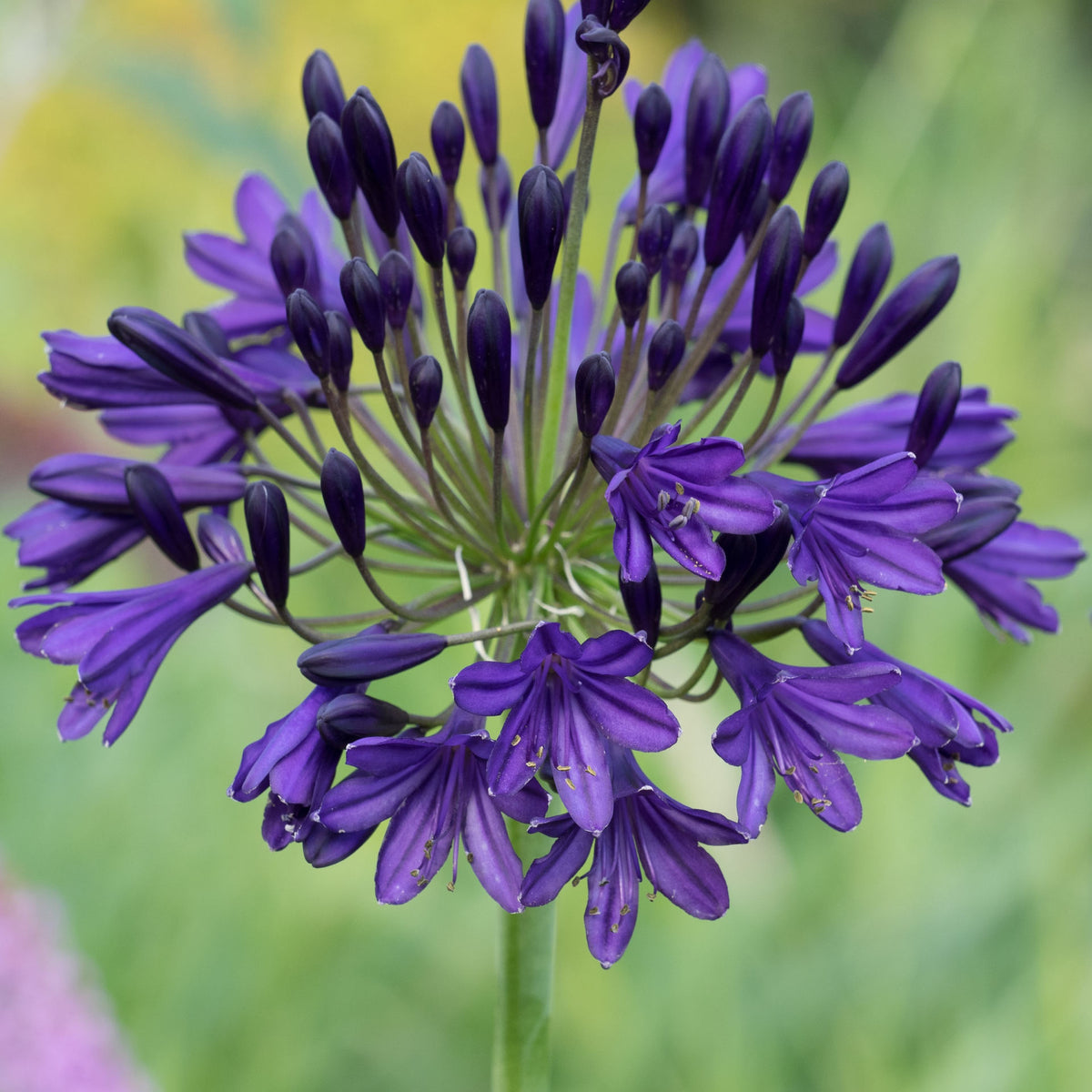 Agapanthus 'Royal Velvet' - Deep Purple-blue African Lily - 9cm Pot | 1 x 9cm | Purple