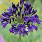 Agapanthus 'royal Velvet' - Deep Purple-blue African Lily - 9cm Pot | 3 x 9cm | Purple