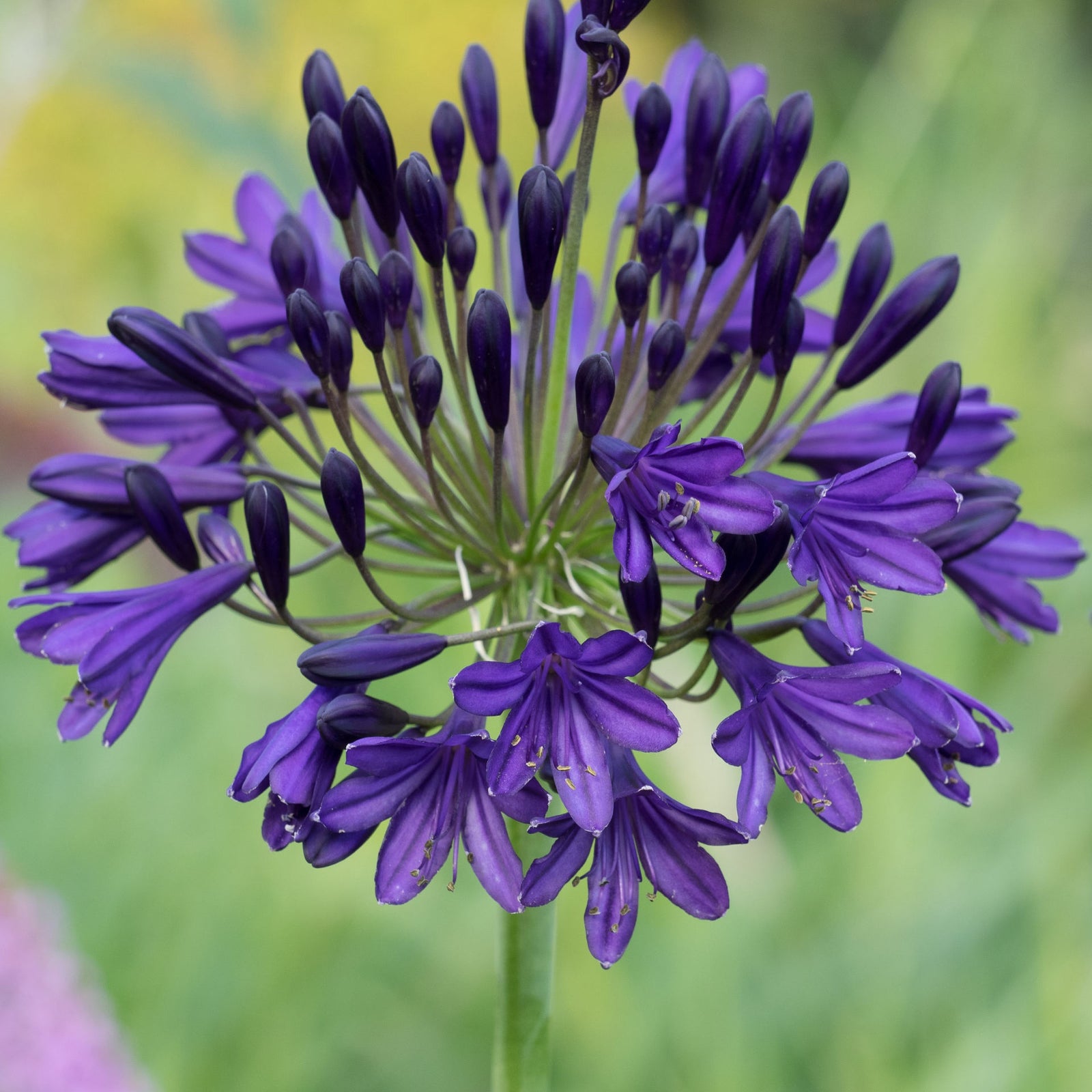 Amazing Agapanthus Collection - 9cm Pots | 6 x 9cm | Mixed