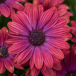Osteospermum 'dalina Purple Outback' Compact Purple-red Plug Plants | Set of 12