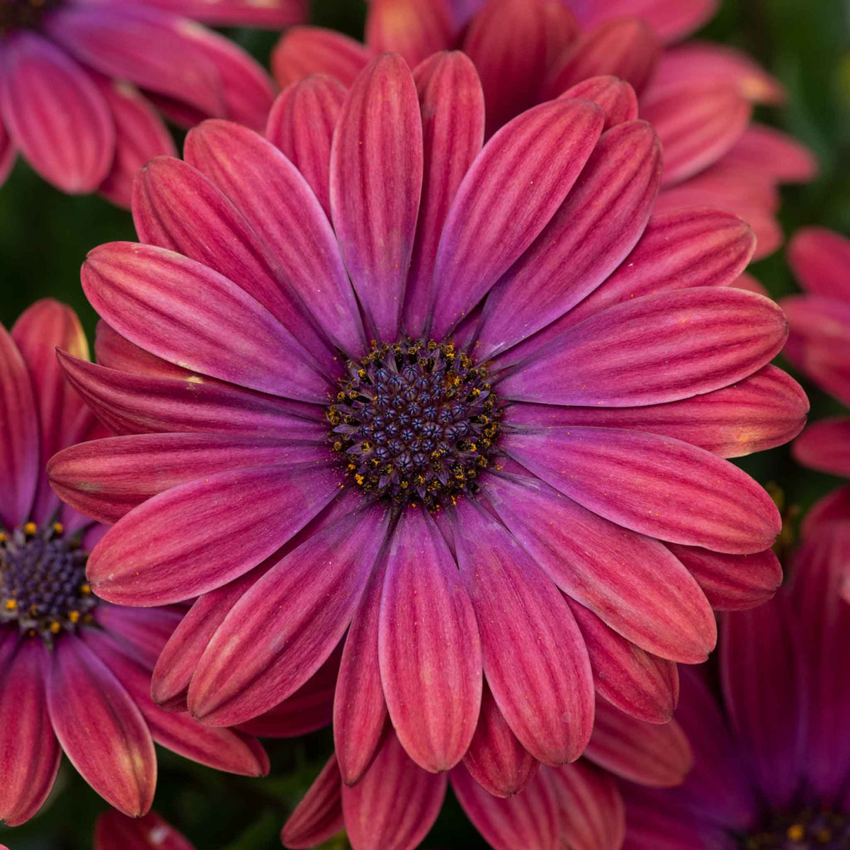 Osteospermum 'dalina Purple Outback' Compact Purple-red Plug Plants | Set of 12