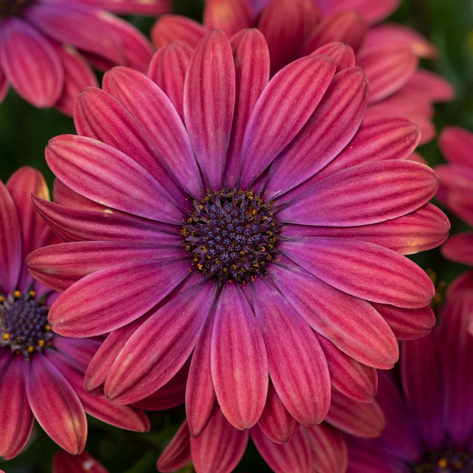 Osteospermum 'dalina Purple Outback' Compact Purple-red Plug Plants | Set-of-12
