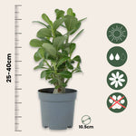 Desert Rose - Adenium Obesum - Height 25-40cm - ⌀10,5cm | Set of 1 | Pink