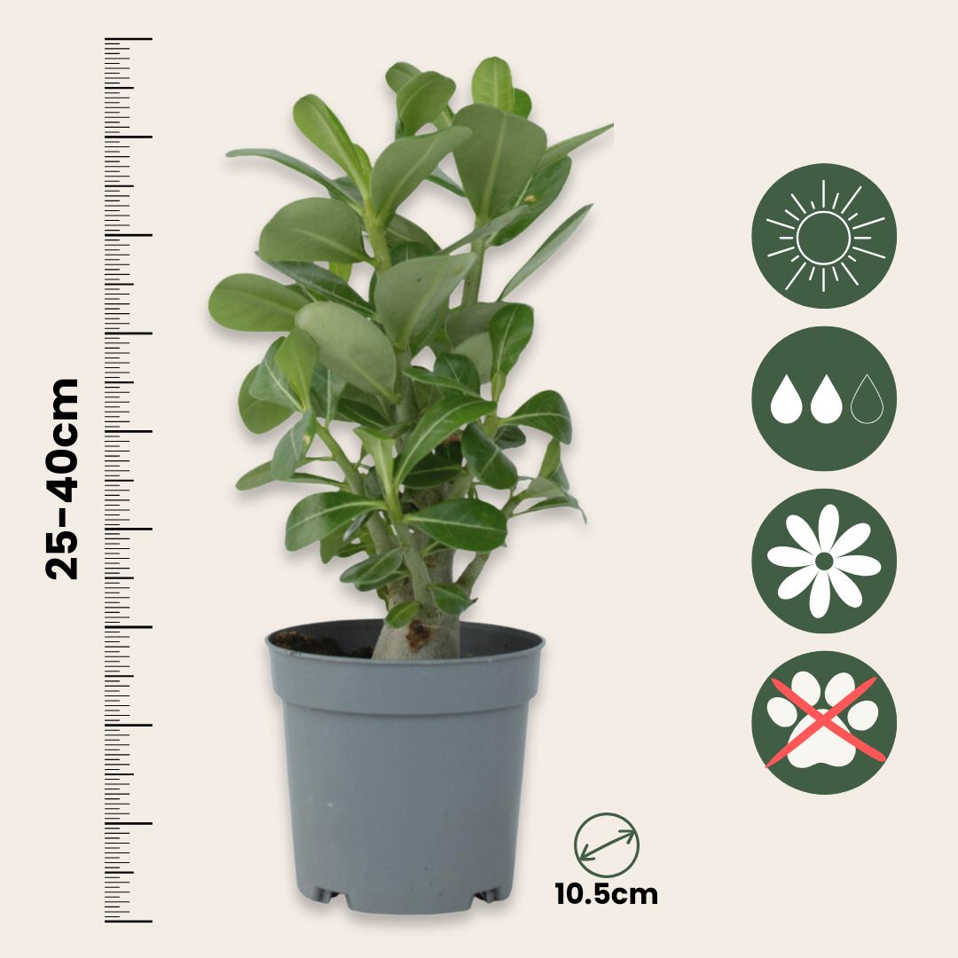 Desert Rose - Adenium Obesum - Height 25-40cm - ⌀10,5cm | Set of 1 | Pink