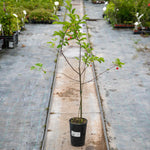 Dwarf Cherry Tree 'athos' | 1 x 3L