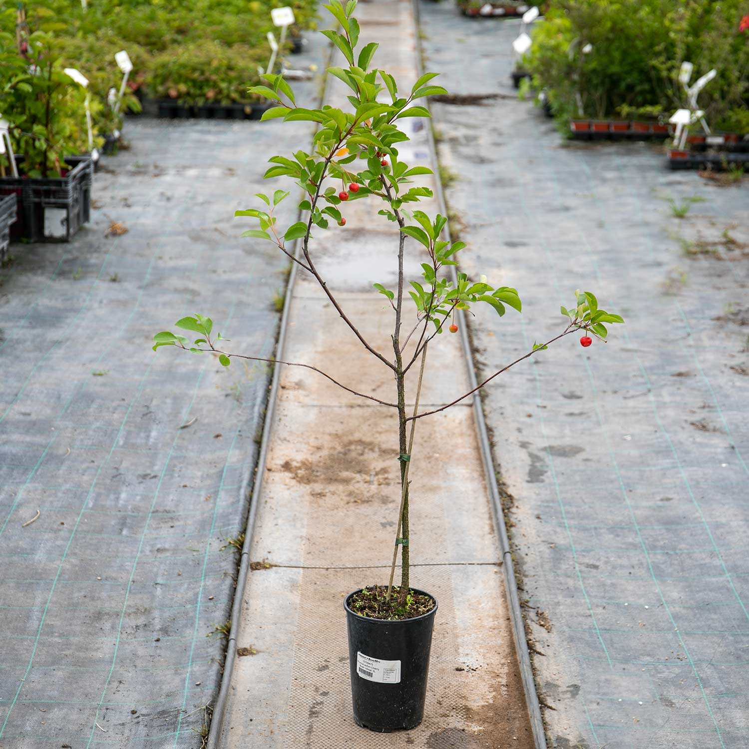 Dwarf Cherry Tree 'athos' | 1 x 3L