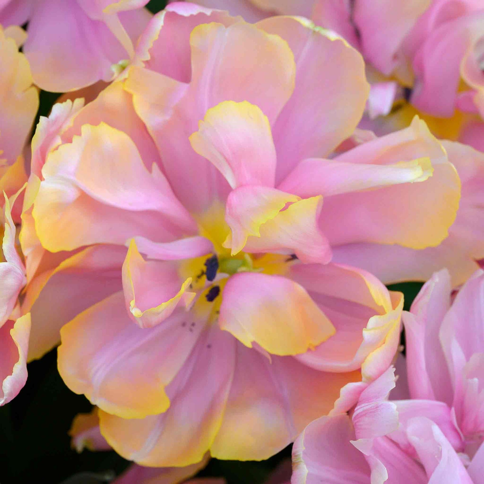 Tulip Pink Star, Peony-flowered | 10 x Bulbs | Pink