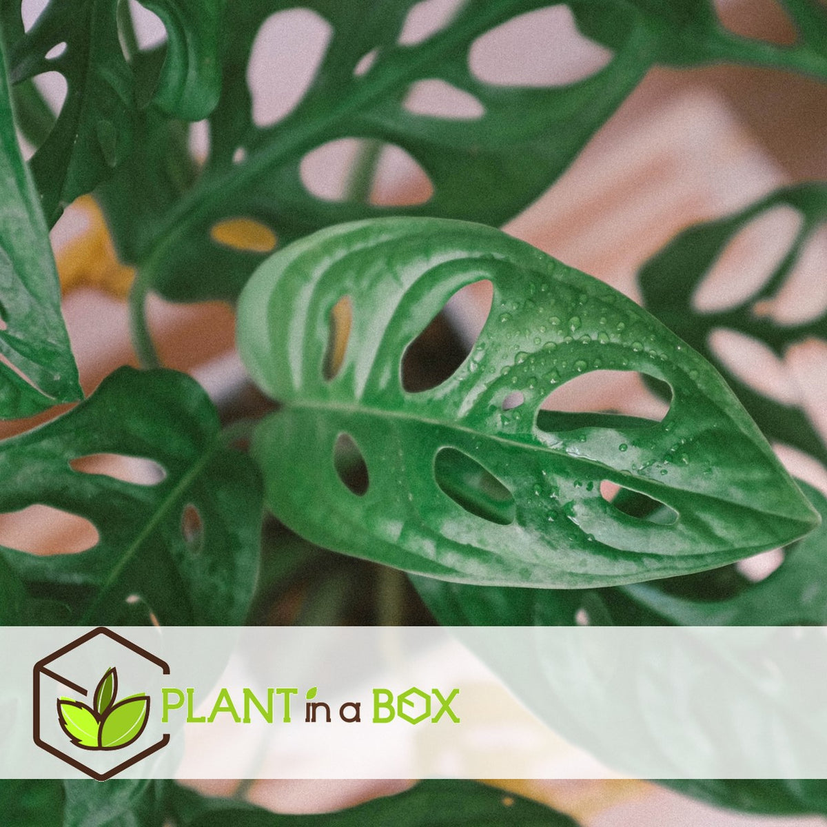 Mini Swiss Cheese Plant - Monstera Adansonii 'monkey Mask' - H25-30cm - ⌀12cm | Set of 1 | Green