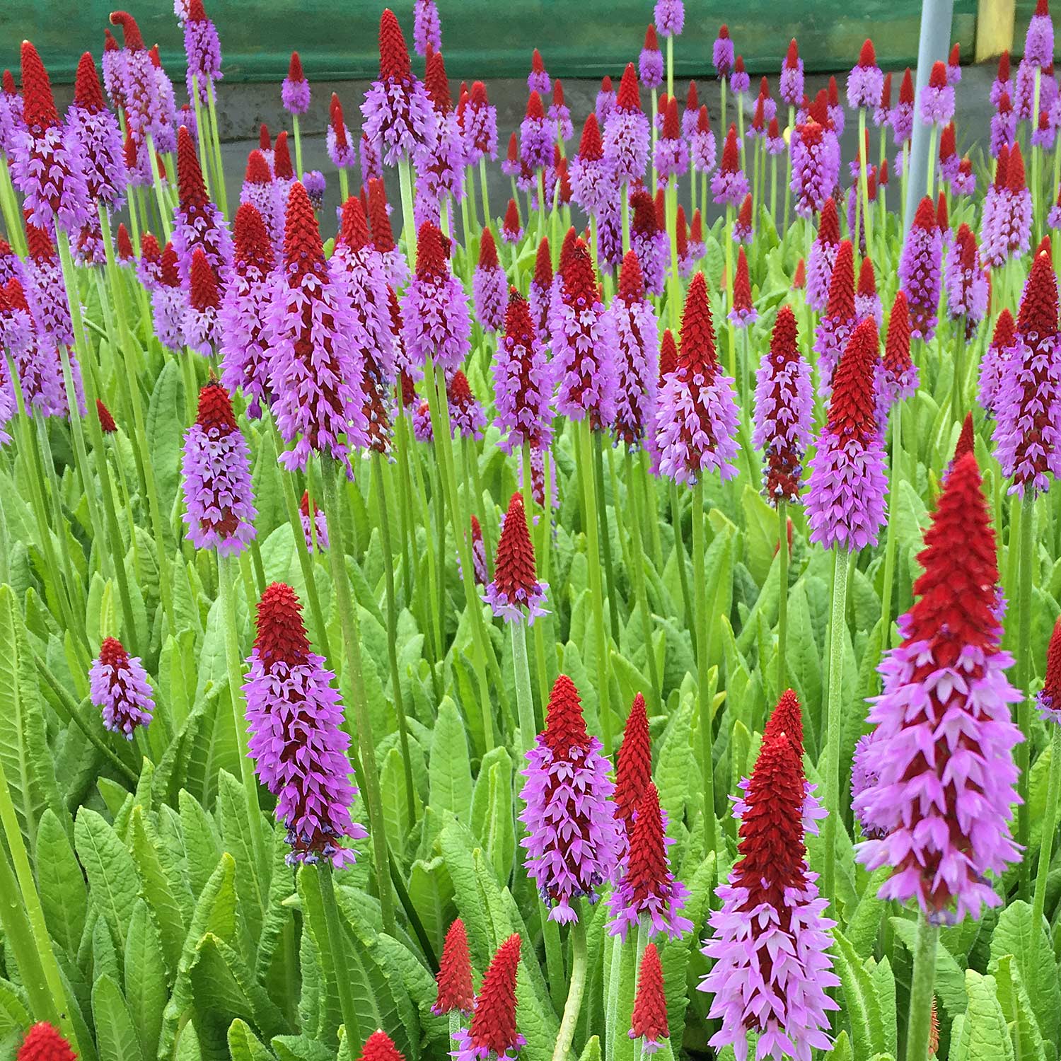 Primula Vialii 'red Hot Poker' Plants | 1 x 9cm | Crimson