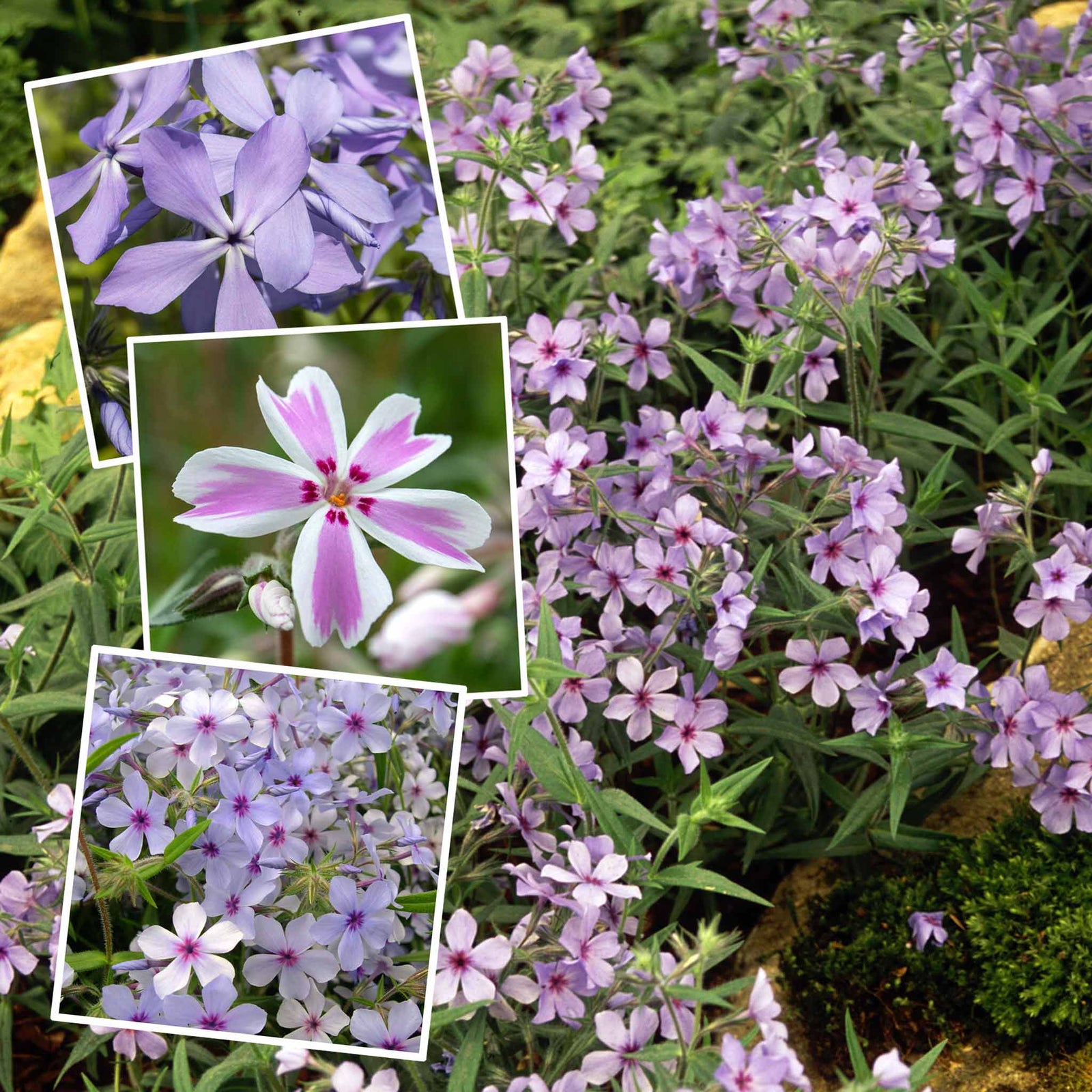 Phlox Plant Collection - 3 Varieties, Fragrant & Pollinator-friendly | 3 x Jumbo Plug Plants | Purple