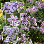 Phlox Plant Collection - 3 Varieties, Fragrant & Pollinator-friendly | 6 x Jumbo Plugs | Purple