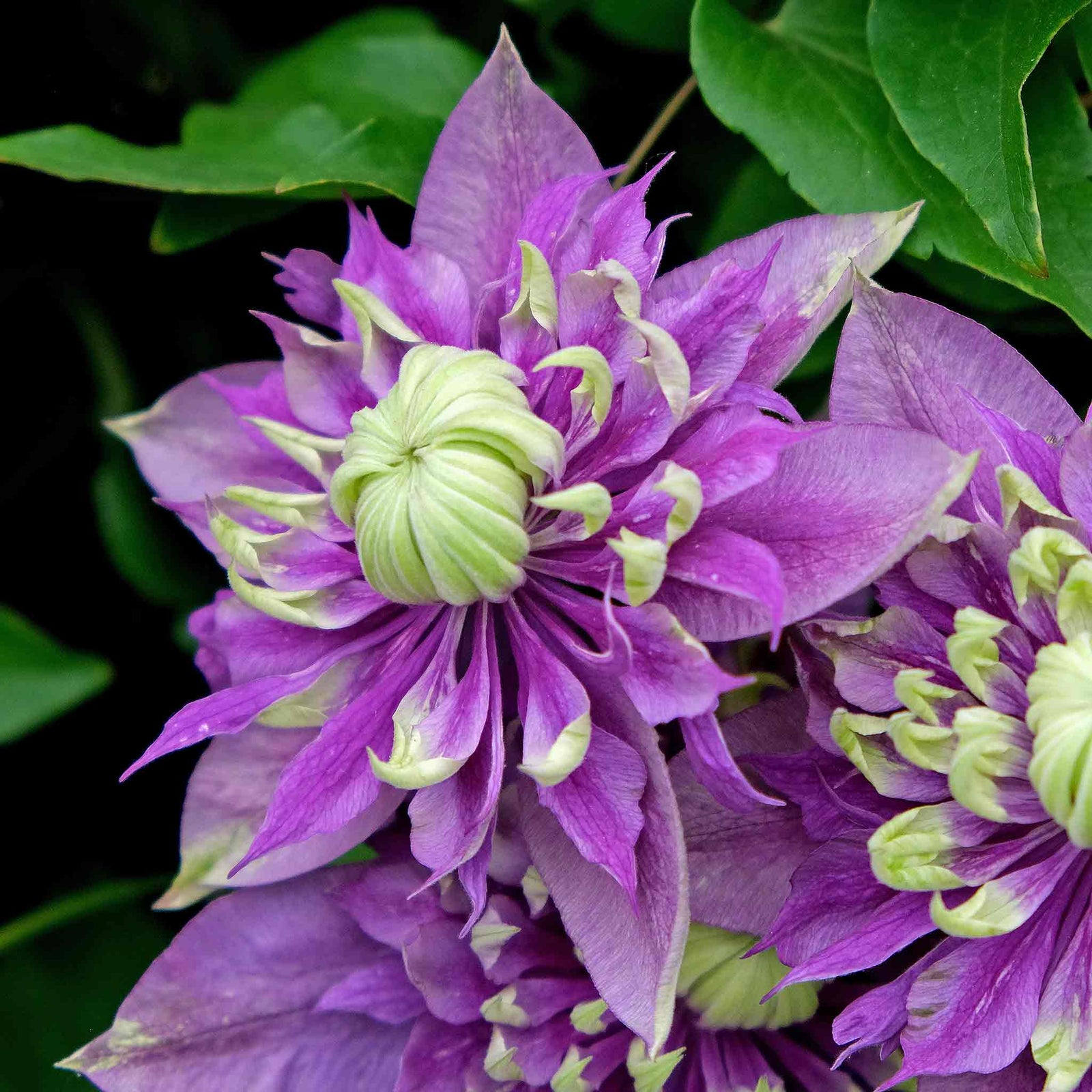 Clematis Taiga Climbing Plant | 1 x 3L | Purple & Green