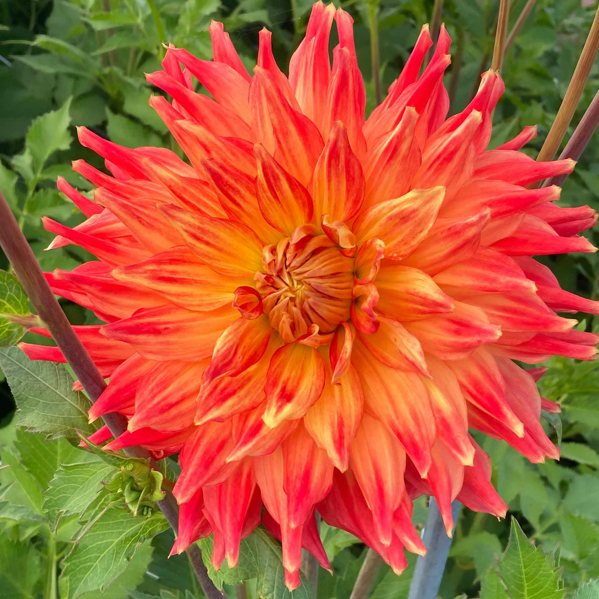 Dahlia Tuber 'fired Up' - Semi-cactus Orange & Yellow, 90-120 Cm | Set of 1 | Orange & Yellow