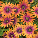 Osteospermum 'flower Power Purple Sun' Compact Multicoloured African Daisy Plug Plants | 12 x Plug Plants | Multi