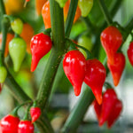 Chilli Plant 'red Drop' – Prolific Red Teardrop Fruits Mild–medium Heat | 3 x Jumbo Plugs | Red