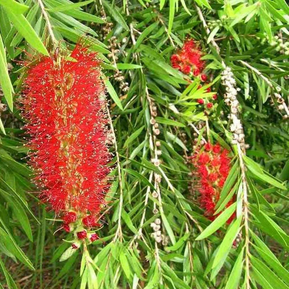 Callistemon Riginus Bottle Brush Shrub 3-4ft Supplied In A 2 Litre Pot
