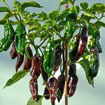 Chilli Flavour Collection Hot, Mild And Smoky | 6 x Jumbo Plugs | Multi