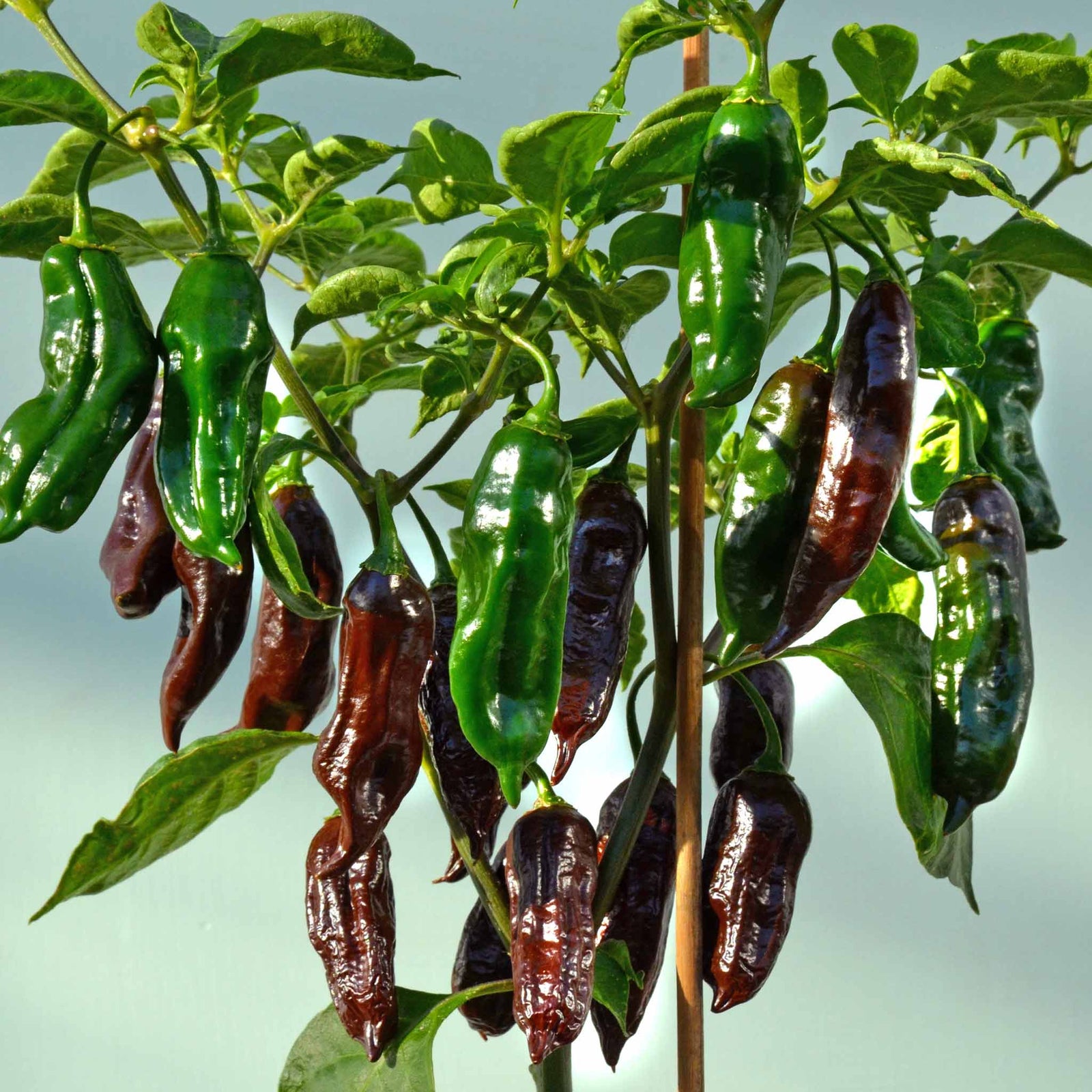 Chilli Flavour Collection Hot, Mild And Smoky | 6 x Jumbo Plugs | Multi