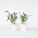 Gum Bush - 2 Pcs. - Eucalyptus Pulverulenta 'baby Blue' - Height 35-45cm - ⌀15cm