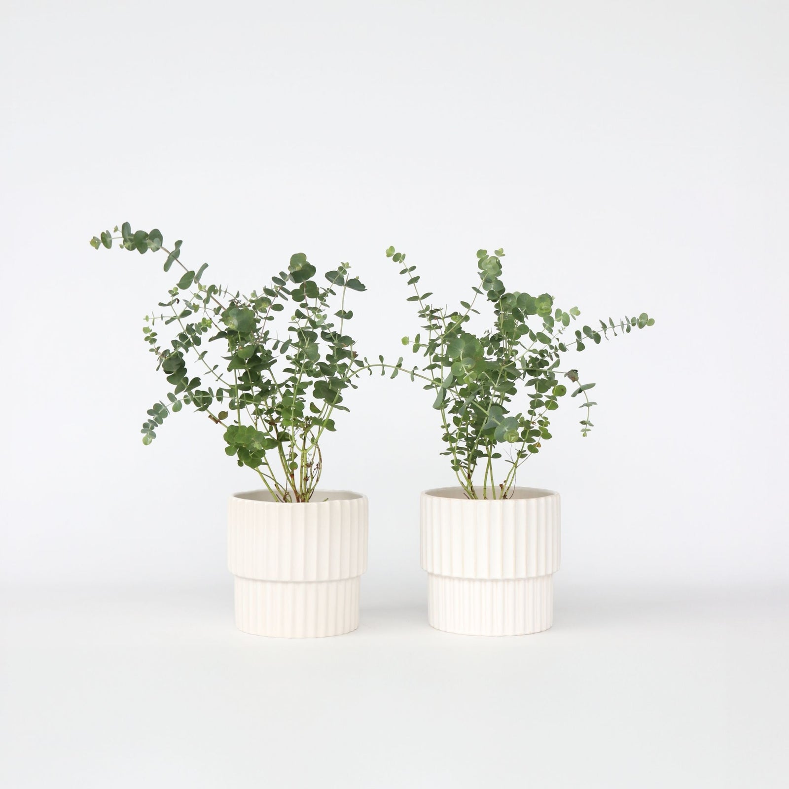 Gum Bush - 2 Pcs. - Eucalyptus Pulverulenta 'baby Blue' - Height 35-45cm - ⌀15cm