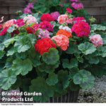 Geranium Jackpot Mixed Garden Ready Plants | 12 x Garden Ready Plants