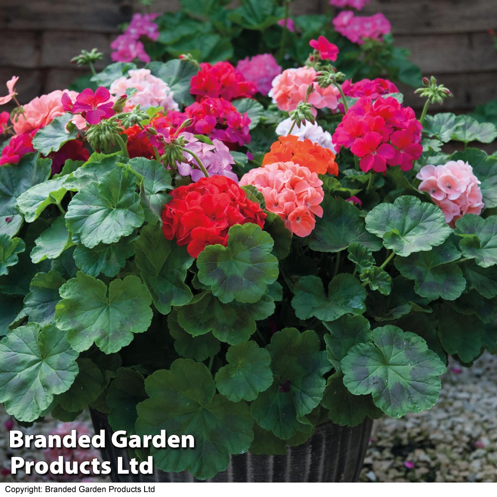 Geranium Jackpot Mixed Garden Ready Plants | 12 x Garden Ready Plants