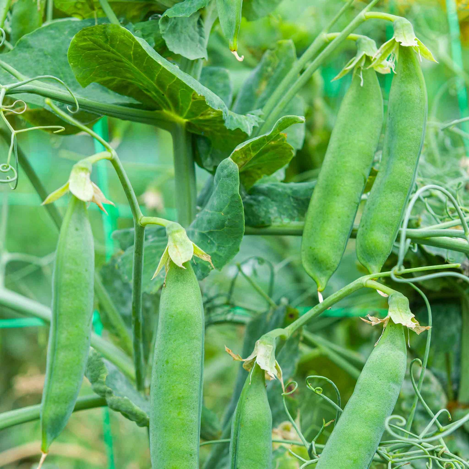 Pea 'ruselargo' – Maincrop, Disease-resistant (multi-sown ) | 12 x Plug Plants | Green