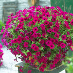 Petunia Surfinia 'purple' Trailing Pot And Hanging-basket | 12 x Plug Plants | Purple