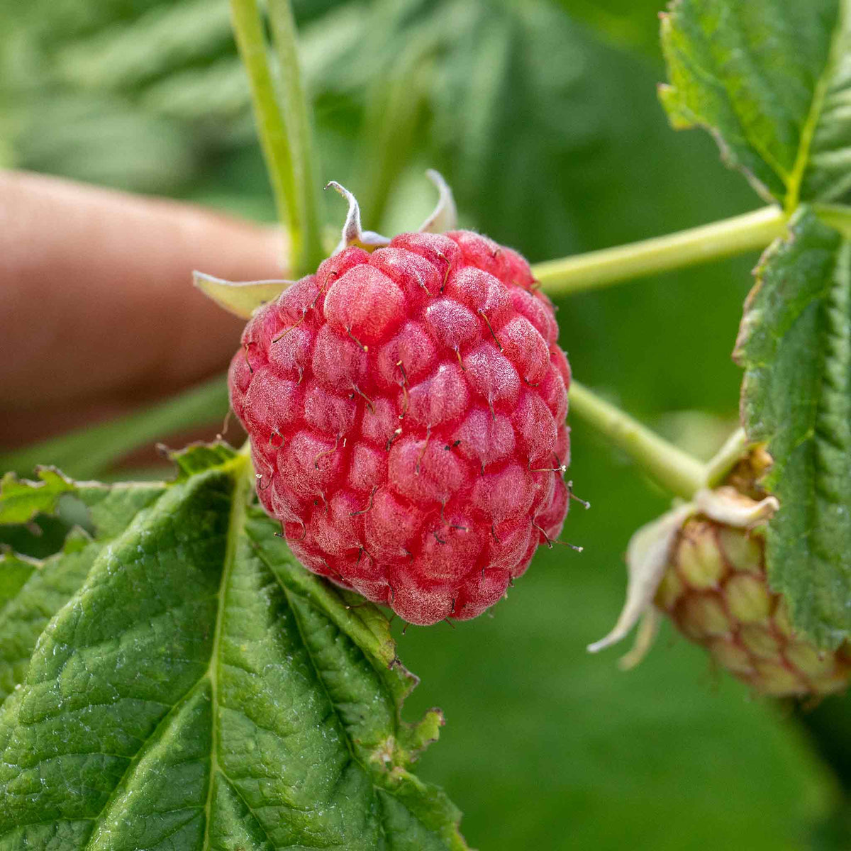 Thornless Raspberry 'joan J' - Compact Autumn-fruiting Primocane Bare Roots | Set of 10 | Scarlet