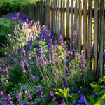 Lavender - Lavandula Angustifolia - Height 10-15cm - ⌀10,5cm | Set of 6 | Purple