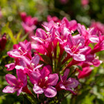 Weigela 'picobella Rosa' - Compact Pink-flowering Shrub | 1 x 9cm | Pink