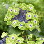 Hydrangea Macrophylla Magical Edgy Green Blue - 14cm pots | Set-of-1 | Green