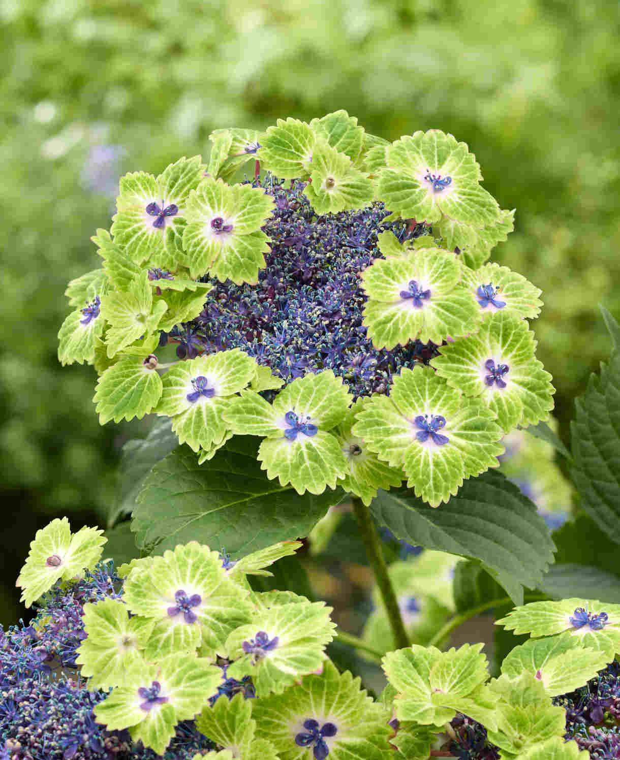 Hydrangea Macrophylla Magical Edgy Green Blue - 14cm pots | Set-of-1 | Green