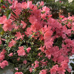 Azalea Pink Cascade - 8cm Pots | Set-of-1 | Pink