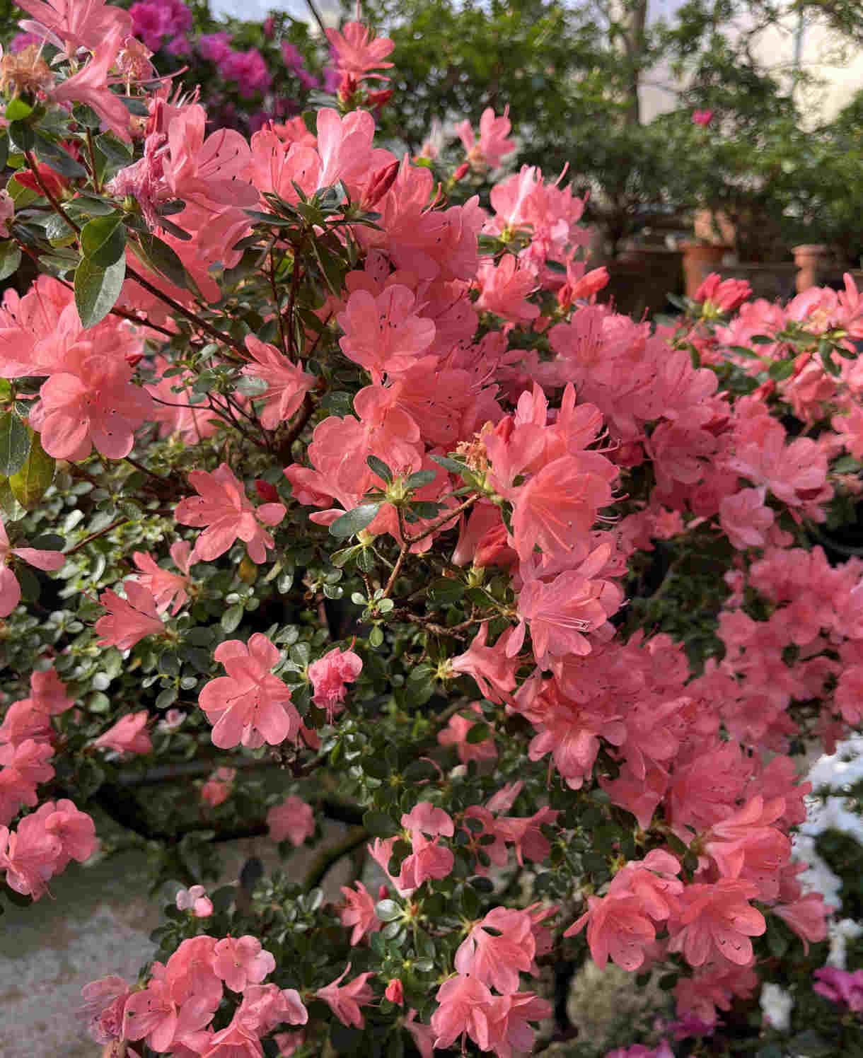 Azalea Pink Cascade - 8cm Pots | Set-of-1 | Pink