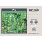 Pea Seeds 'ruselargo' Maincrop, Disease-resistant | 300 Seeds