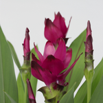 Thai Tulip - Curcuma Alismatifolia - Height 70-90cm - ⌀19cm | Set of 1 | Pink