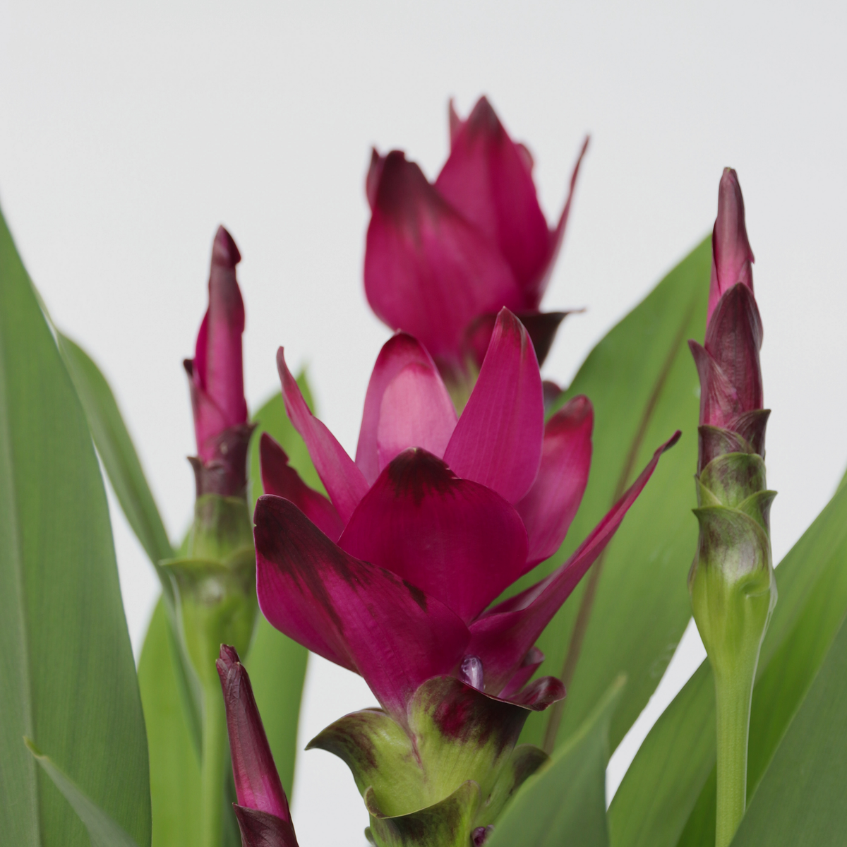 Thai Tulip - Curcuma Alismatifolia - Height 70-90cm - ⌀19cm | Set of 1 | Pink