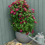 Clematis Elpis - Named In Association With The Prostate Cancer Research Charity And Representing ‘hope’ 7cm Pots | 2 x 7cm