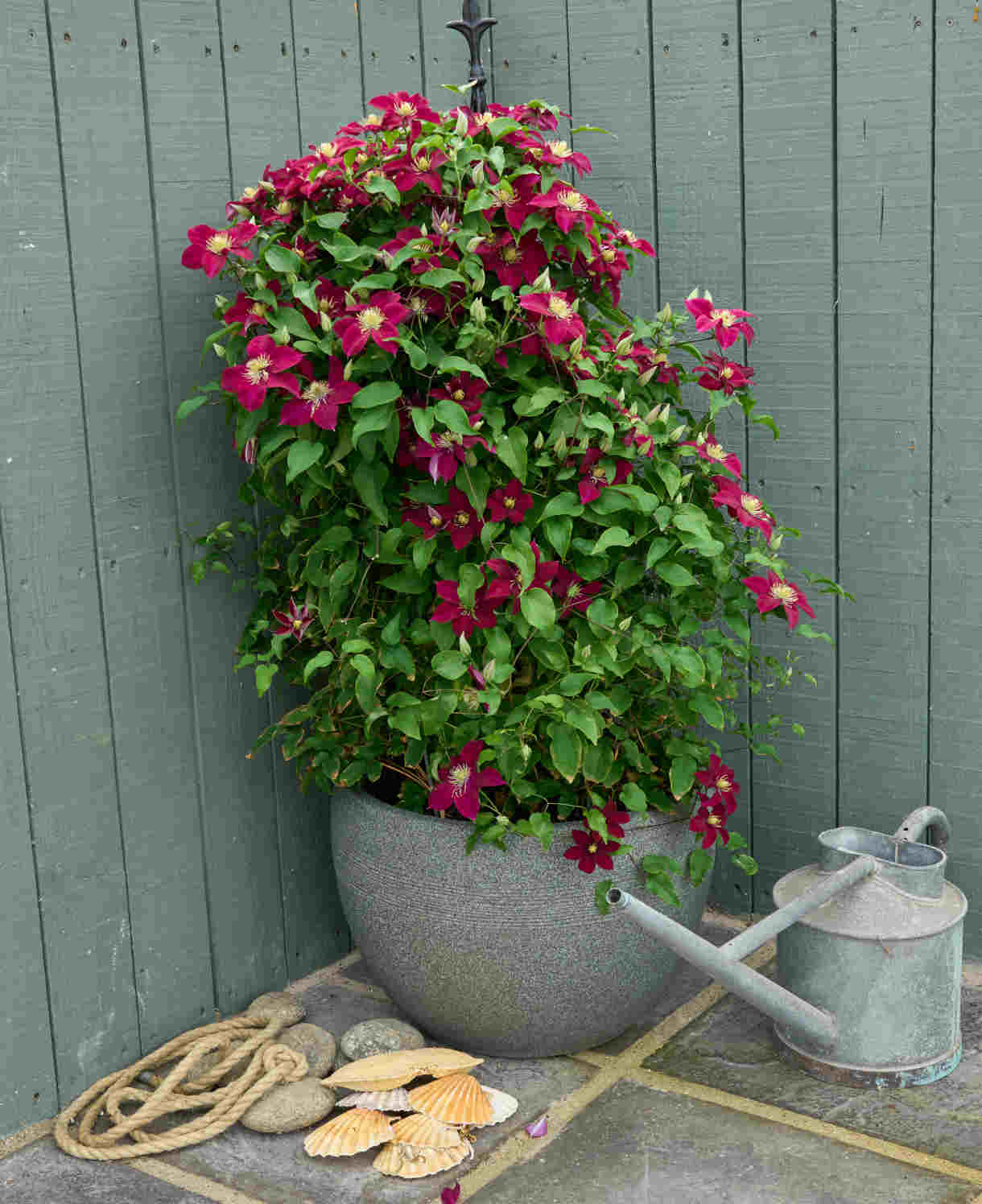 Clematis Elpis - Named In Association With The Prostate Cancer Research Charity And Representing ‘hope’ 7cm Pots | 2 x 7cm