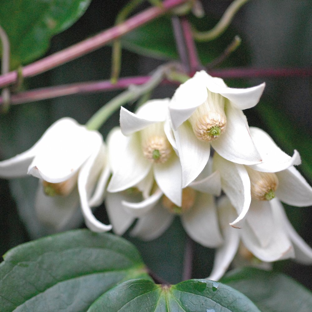 Clematis Winter Beauty 7cm Pot X 1