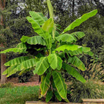 Hayloft Hardy Banana Plant - Musa Bajoo - 1 x 10.5cm Pot