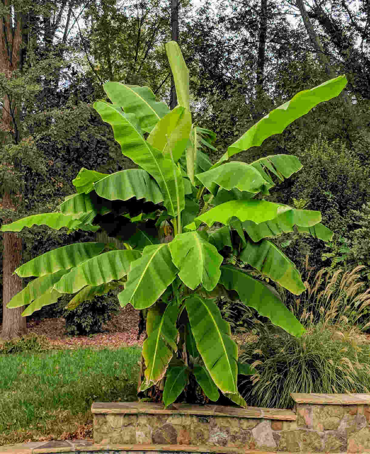 Hayloft Hardy Banana Plant - Musa Bajoo - 1 x 10.5cm Pot