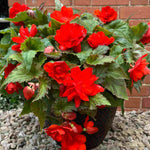 Hayloft Begonia Illumination Scarlet - 24 Young Plants