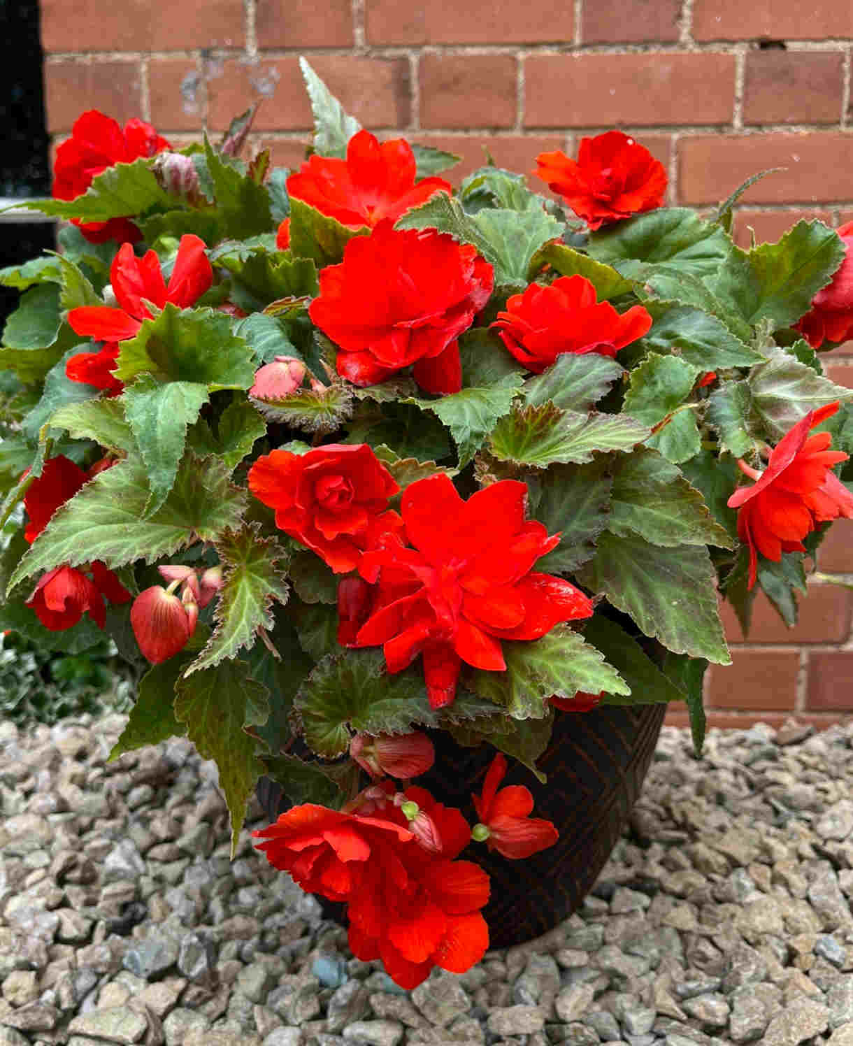 Hayloft Begonia Illumination Scarlet - 24 Young Plants
